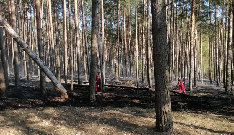 На семи территориях Калужской области введен особый противопожарный режим