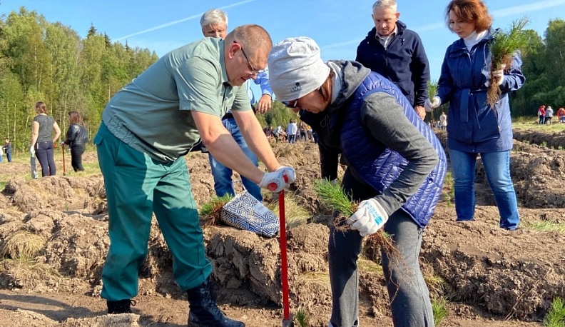 В Калужской области высадят около 18 тысяч молодых елей