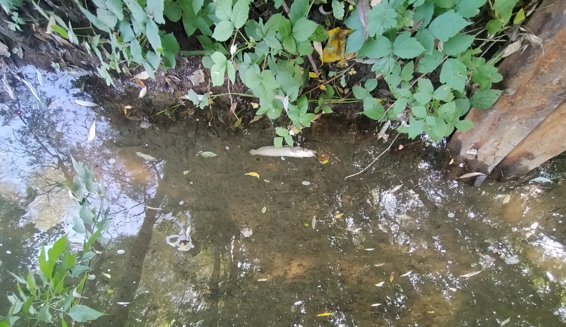 В региональном минприроды прокомментировали ситуацию с гибелью рыбы в реке Репинке