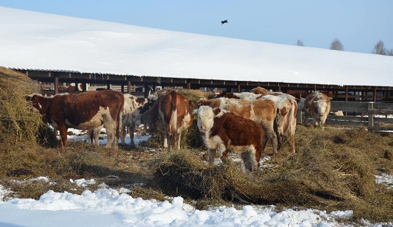 Хозяйство «Лика» меняет облик