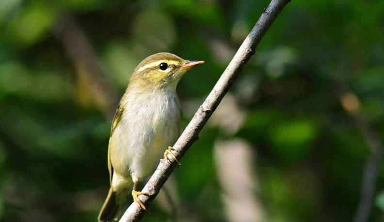 В Калужской области увидели птицу пеночку-таловку из тайги