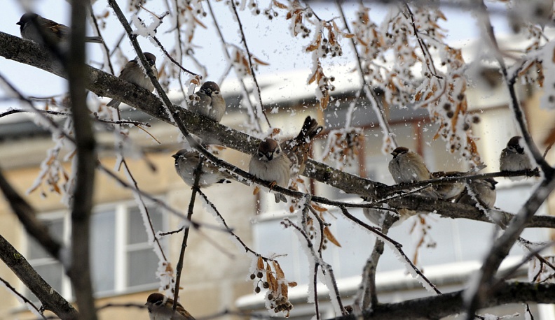 Спасатели предупредили калужан об усиление ветра 20 ноября 