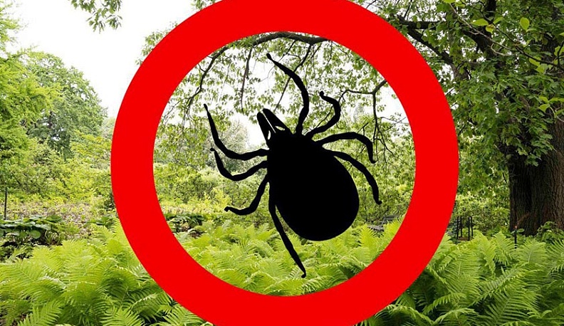 Как обезопасить себя в сезон клещей