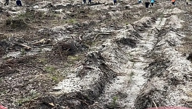 В Калужской области начались работы по восстановлению лесов