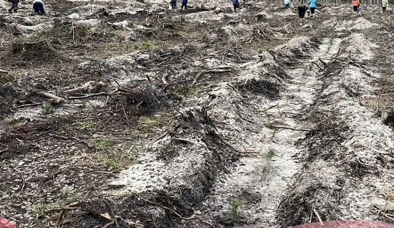 В Калужской области начались работы по восстановлению лесов