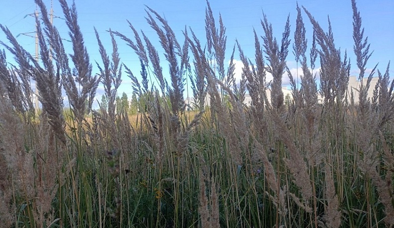 Калужскую компанию оштрафовали на 200 тысяч рублей за зарастание земель в Ульяновском районе