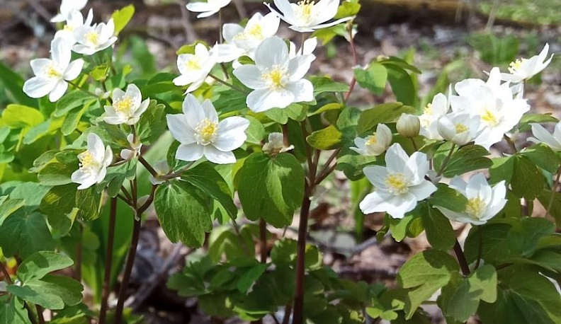 В "Козельских засеках" нашли редкий равноплодник