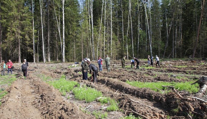 Когда птицы щебечут тревожно