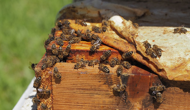 В Калуге с 12 по 17 августа пройдет ежегодная Ярмарка меда