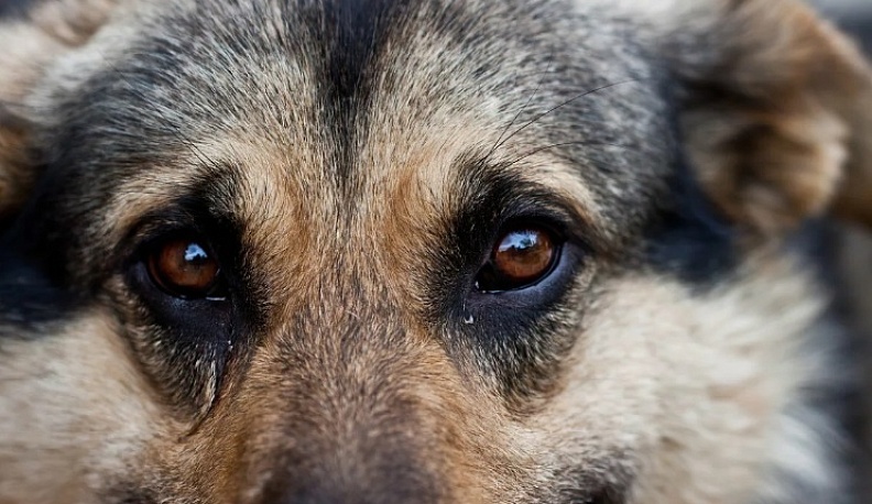 Калужанин попал под статью за издевательство над собакой