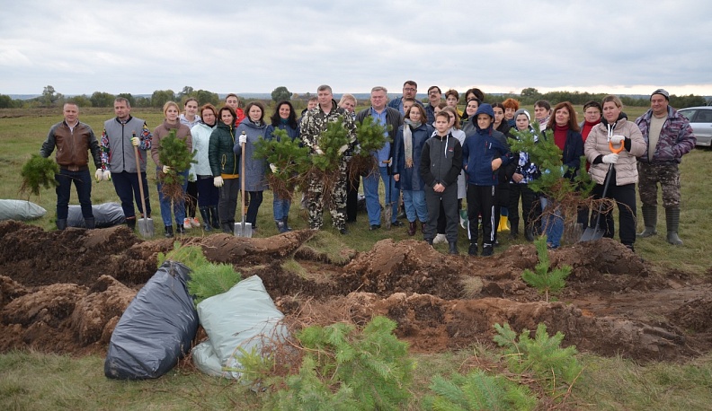 На берегу Угры высажены более тысячи сосновых саженцев