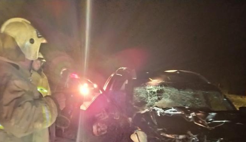 На трассе в Калужской области иномарка сбила лося