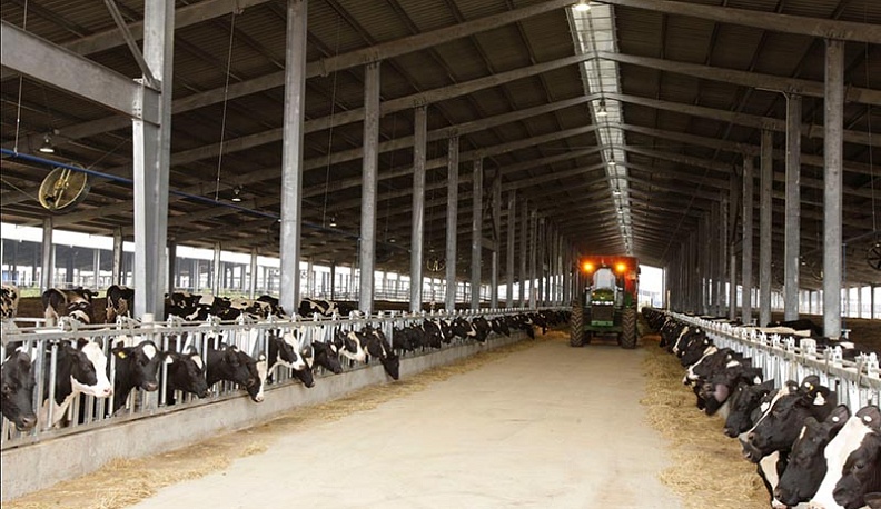 Первые коровы на мега-ферме в Ульяновском районе появятся весной 2022 года