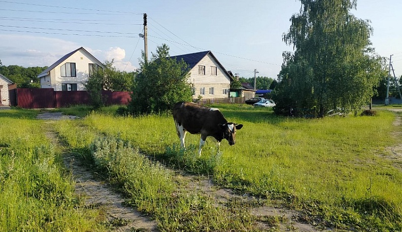 В Калужской области продолжают отменять лейкозный карантин крупного рогатого скота