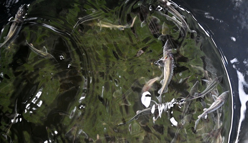 В Калуге выпустили в Оку почти три десятка тысяч сеголетков стерляди