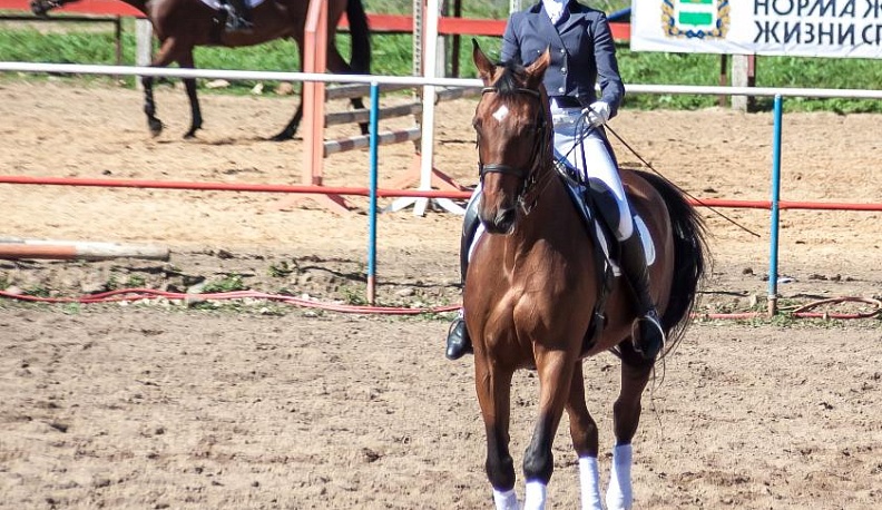 Спортивные хроники №37