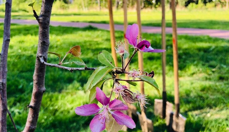 Сады памяти