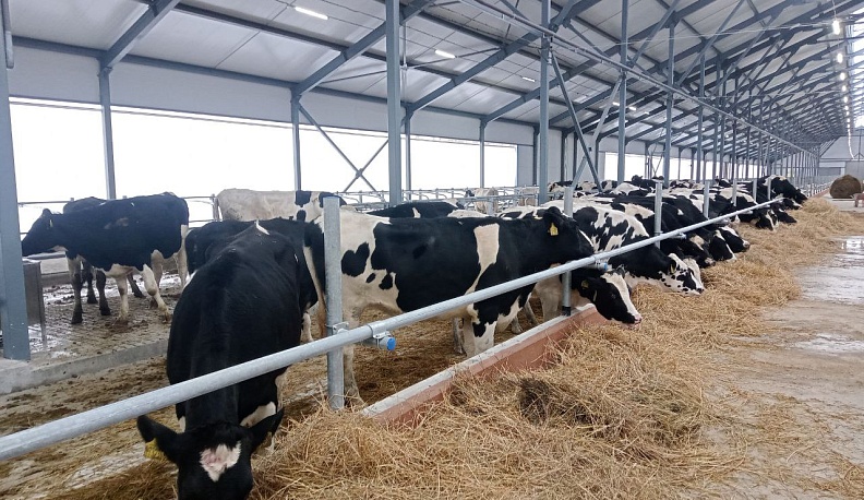 В Ульяновском районе завершается подготовка к массовому отелу на новой ферме