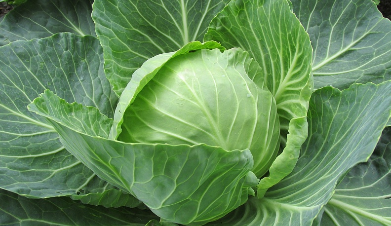 В Калуге значительно упали в цене свинина и капуста 