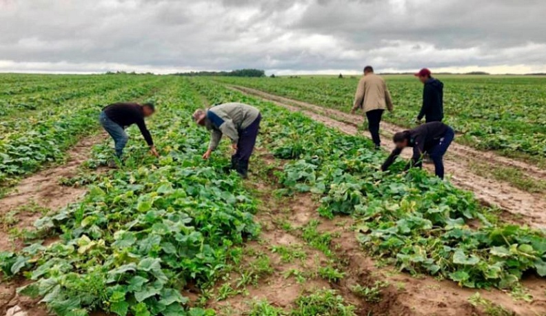 Полицейские задержали 17 нелегалов, собиравших огурцы в Калужской области 