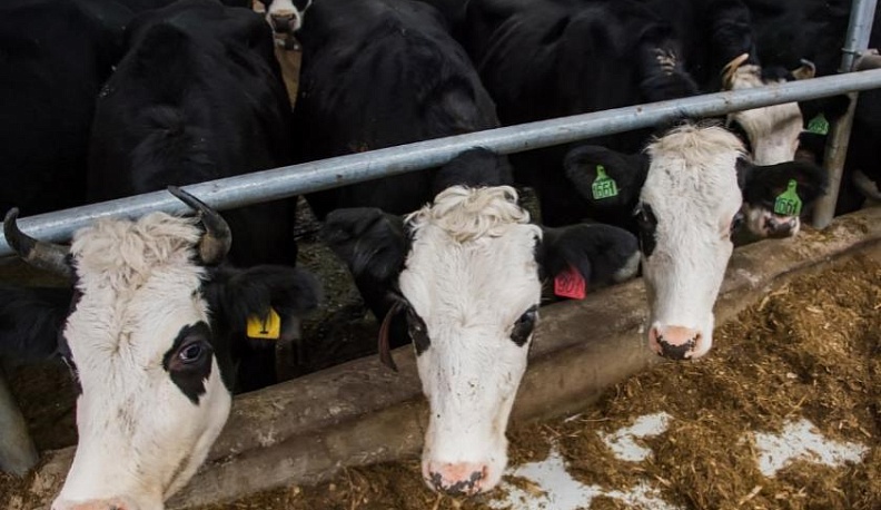 В Калужской области увеличили объем производства молока