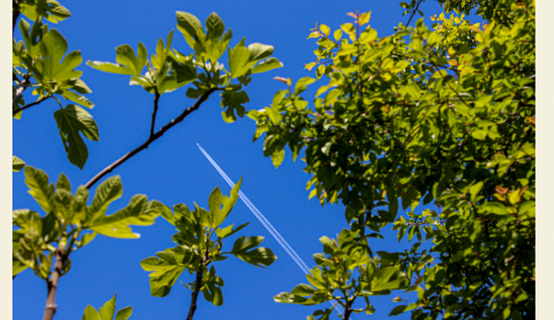 Калужанам предлагают компенсировать свой углеродный след