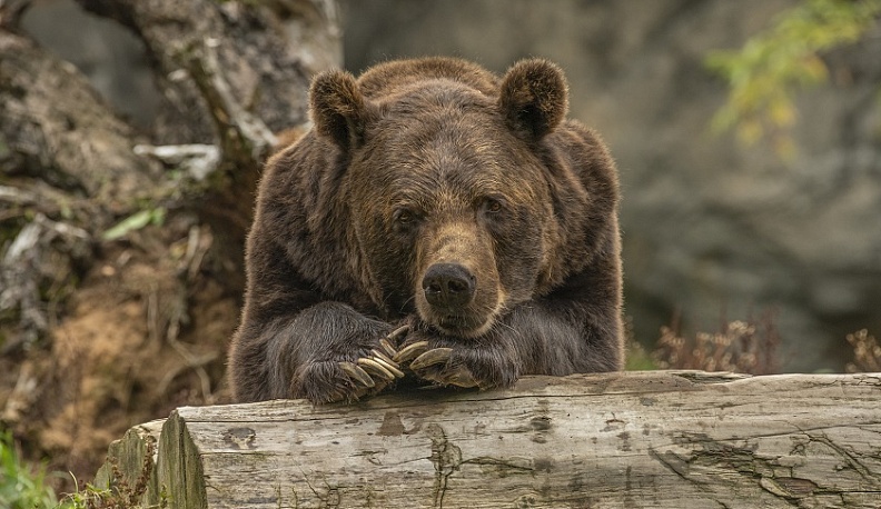 Новость о медведе на кладбище в Калуге оказалась фейком