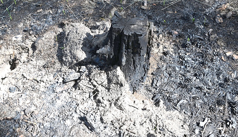 Лес горяч  и горюч