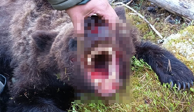 В минприроды Калужской области назвали новость о медведе-людоеде фейком