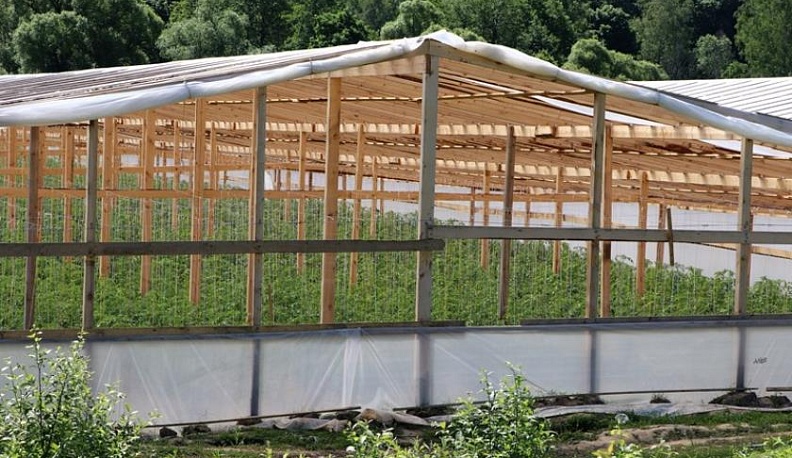 Вкусный бизнес