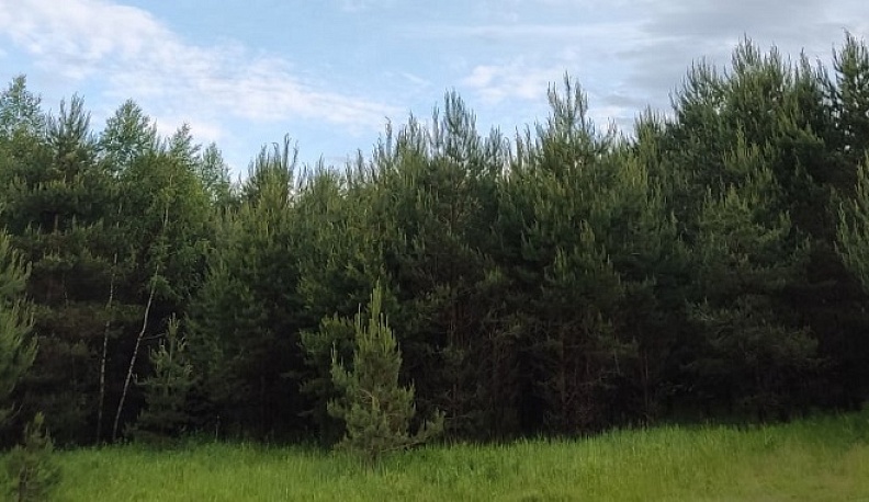 Прокуратура возбудила дело по незаконной вырубке леса в Льва-Толстовском лесничестве