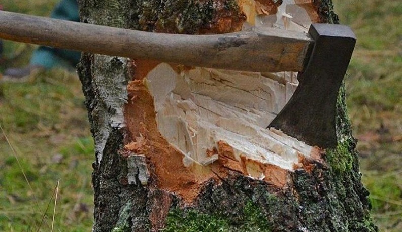 В Калуге возбудили уголовное дело после вырубки деревьев на улице Салтыкова-Щедрина