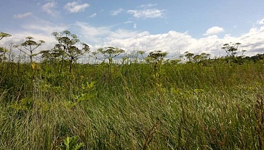 В Калужской области оштрафовали собственника земли за зарастание участков