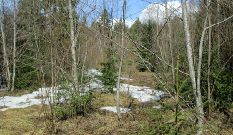 В лесах Калужской и Тульской областей ищут пропавшего пенсионера