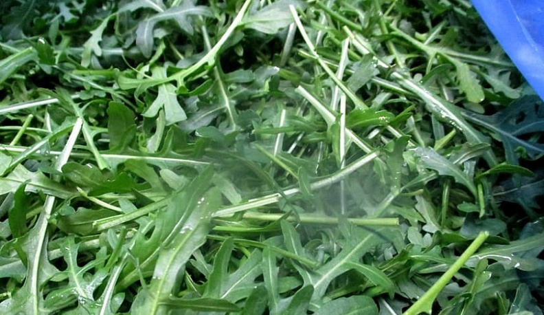 В Калужскую область ввезли более 140 тонн импортных салатов