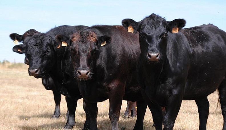 «Мираторг» увеличил число количество рабочих мест на своих хозяйствах в Калужской области