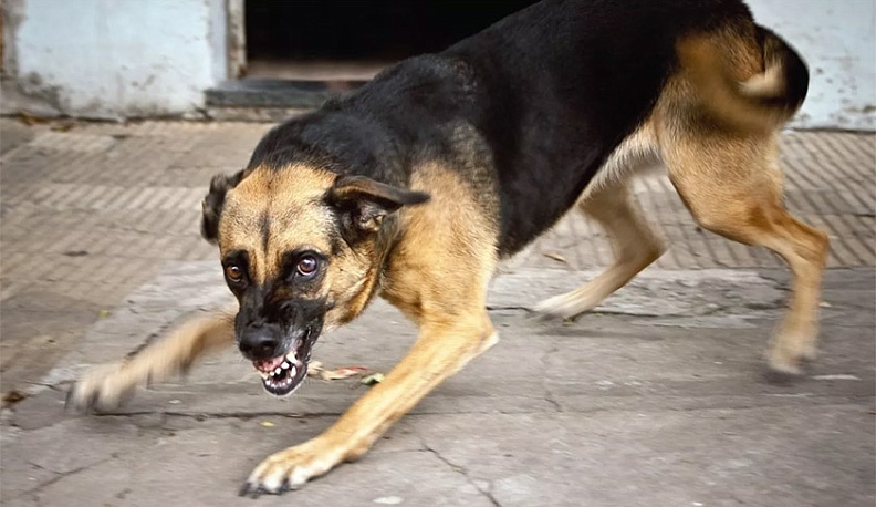 В Сухиничах ввели карантин по бешенству