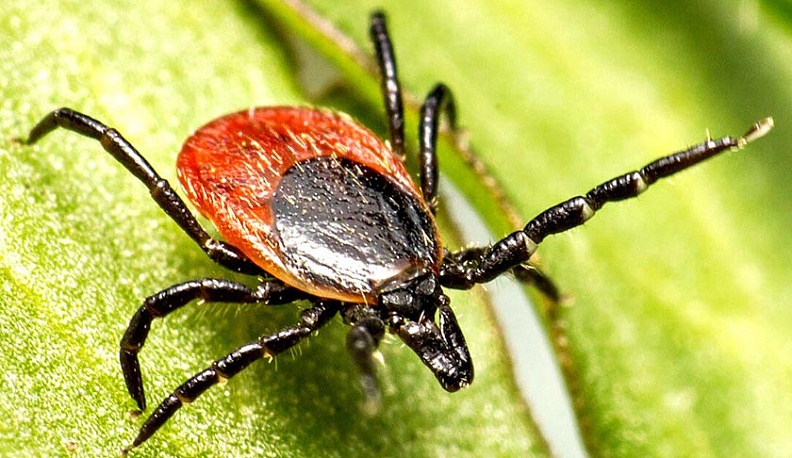 Калужские клещи вошли в тройку лидеров по укусам москвичей