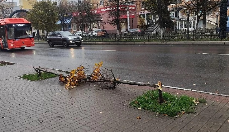 В Калуге установили личность человека, повредившего деревья на улице Кирова
