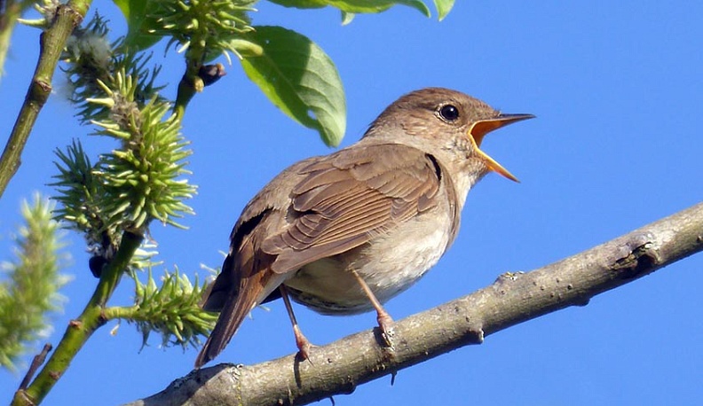 Таруса подтвердила свой статус соловьиной столицы Калужской области