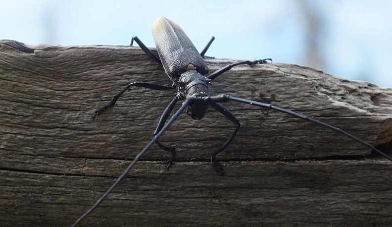 Калужские леса спасают от жука-короеда 