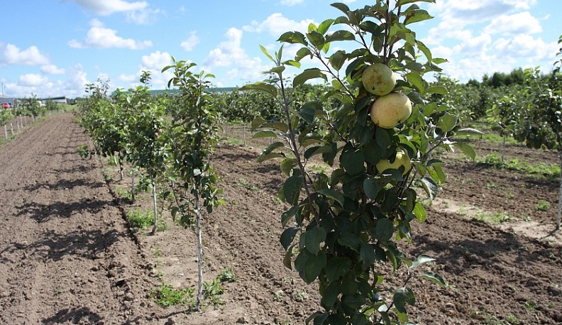 В садах Калужской области ведется уборка плодов и ягод
