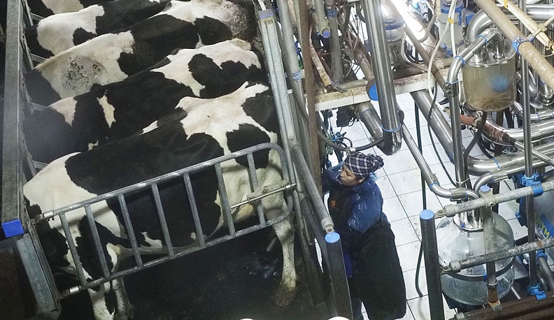 Доение коров  в ООО «Асеньевское».