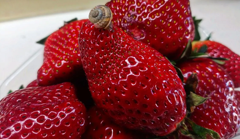 Производство плодов и ягод в Калужской области за 2025 год выросло в три раза