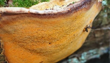 В Красную книгу Калужской области занесен новый вид грибов 