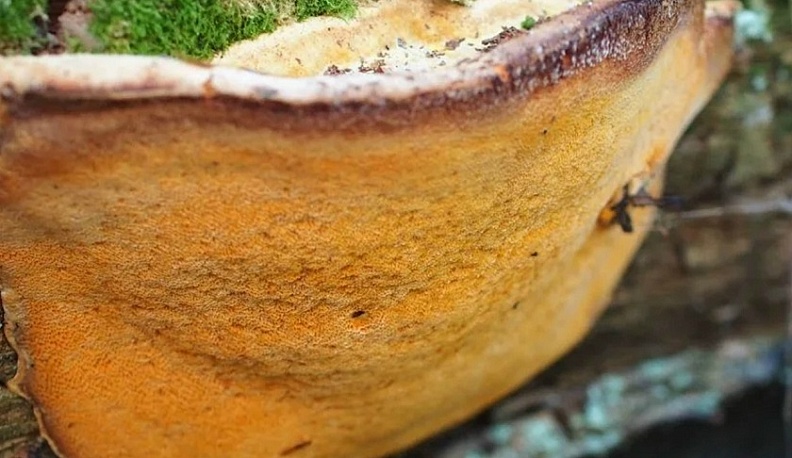 В Красную книгу Калужской области занесен новый вид грибов 