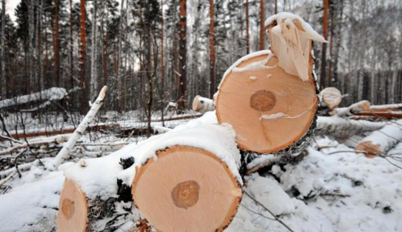 Иностранцу грозит два года лишения свободы за вырубку четырех берез в Жуковском районе