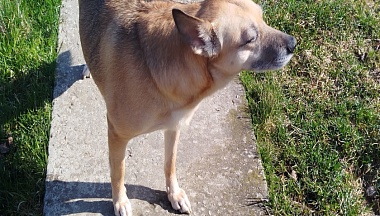 В Калуге прошел благотворительный забег «Первый полет» с участием четвероногих бегунов