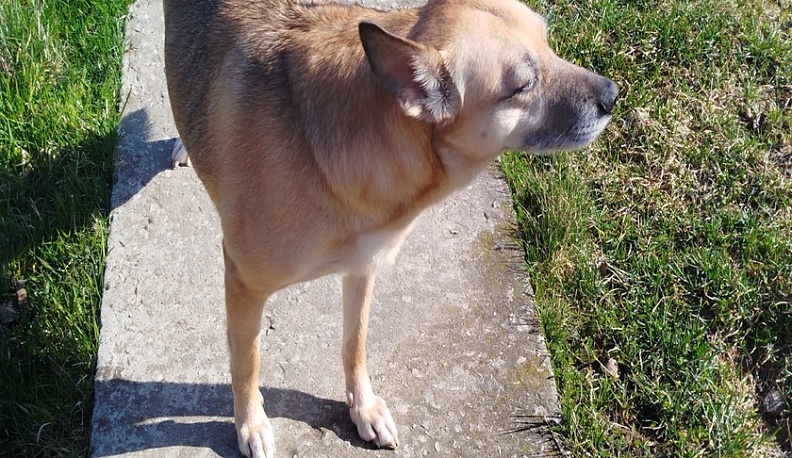 В Калуге прошел благотворительный забег «Первый полет» с участием четвероногих бегунов