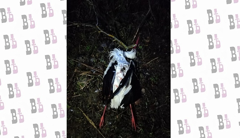 В Думиничах расстреляли аиста